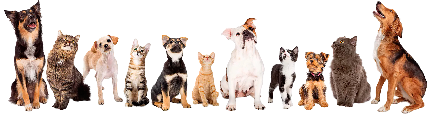 Atendimento especializado para cães e gatos - Dr. Bruno Meoralli - Médico Veterinário Atendimento especializado para cães e gatos - Dr. Bruno Meoralli - Médico Veterinário